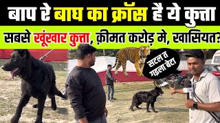 सोनपुर मेला मे आया बाघ का क्रॉस कुत्ता, पास मत जाना | sonpur mela 2024 | dog market sonpur mela 2024