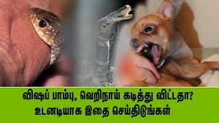 விஷப் பாம்பு, வெறிநாய் கடித்து விட்டதா? உடனடியாக இதை செய்திடுங்கள்