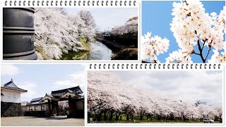 山形の桜 2021　霞城公園   4K