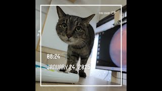 1/24ねこのあさごはん🐈今日のサムネはクッキー