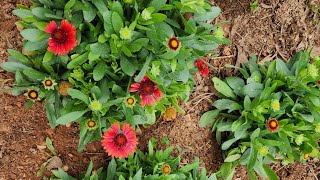 Plant Spotlight: Gaillardia(Blanket Flower) Beautiful and perfect or the front of a garden bed.