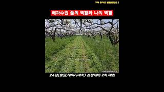 배과수원 풀의 역활과 나의 역활