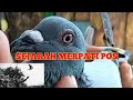 SEJARAH MERPATI POS DI DUNIA