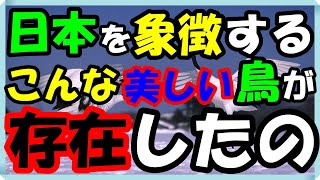 海外の反応 感動!!衝撃!!雪の上を舞う『日本を象徴する鳥の写真』が神々しいと海外のネット上で大反響を呼んだ訳とは？世界の外国人から絶賛の声!!海外の反応ch ステキな日本