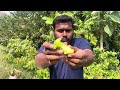 star fruit cultivation அதிக லாபம் தரும் நட்சத்திர பழ சாகுபடி high yield star fruit mrplantation