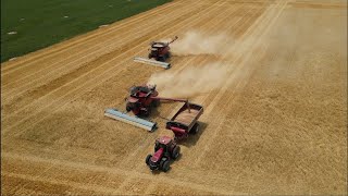 Jeff Paplow harvesting cutting wheat with Case iH 8250 combines in Colorado