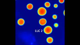 Coalescence of three individual LLC droplets results in the increase of dry mass