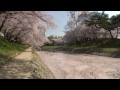 愛知県　岡崎城の桜