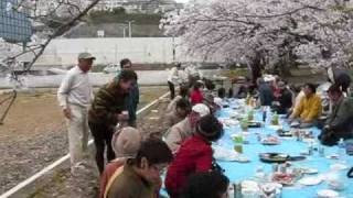 長崎　桜の下で花見の宴