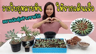 วิธีวางใบกุหลาบหิน ให้รากเดินเร็ว ขยายพันธุ์สร้างรายได้ | Ep.16