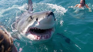 Overweight Woman Tries to Swim Away from Great White Shark...