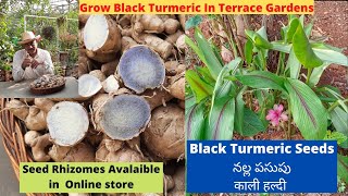 Black Turmeric Seeds Online | Black Turmeric Uses | నల్ల పసుపు ఉపయోగాలు | నల్ల పసుపు విత్తనాలు