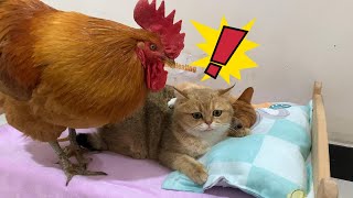 So funny! The rooster forced the kitten to sleep with him, and the duck was very angry! So cute!