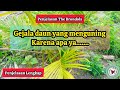 Penjelasan The Brondols: Gejala daun yang menguning Karena apa ya.......