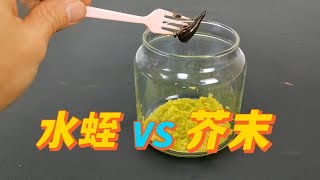 把水蛭放到芥末里面，会发生什么呢？