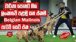 හමුදාවේ අංක 1 වුනු Pet Talk ඉතිහාසයේ අපි දැකපු Super Dog | Belgian Malinois #belgianmalinois