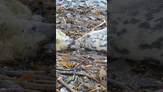 Newborn seal pup, Orkney #seal #orkney #scotland