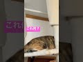 これなに猫　 保護猫 猫動画 三毛猫 猫 ねこ ねこのいる生活 ショート