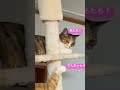 これなに猫　 保護猫 猫動画 三毛猫 猫 ねこ ねこのいる生活 ショート