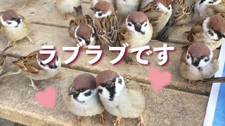 イチャイチャするふくら雀のカップル【手乗りスズメがいっぱい！37】Hand tame sparrow