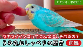 セキセイインコってこんなにしゃべるの？　うみ丸おしゃべりの歴史（前編）　#セキセイインコ