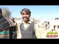 today domail mandi fatehjang rate’s update24jan2025 part07sunny video fateh jang cow mandi 2025