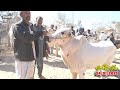 today domail mandi fatehjang rate’s update24jan2025 part07sunny video fateh jang cow mandi 2025