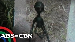 TV Patrol: Real or fake? Alien allegedly photographed in Laguna