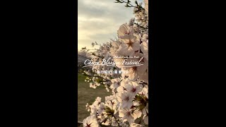 高田城址公園観桜会［昼編］-Takada Castle Site Park Cherry Blossom Festival [daytime]-