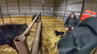 Bitter Cold Of February Calving