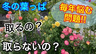 毎年悩む問題!!冬に葉っぱ【取るの？取らないの？】