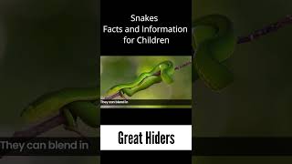 Great Hiders - Snakes Facts & Information for Kids #snake #snakes #facts #kids #snakerescue #poison