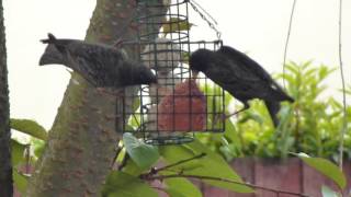 Adult starlings being harassed to feed fledgling youngers.  All out food frenzy ensues.