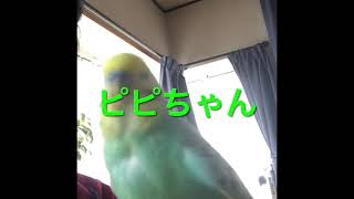 シャッター音をマネするインコ