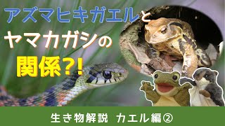 トヨタの森【生き物解説】カエル編②アズマヒキガエルとヤマカガシ～無駄のない生き方を学べ！～