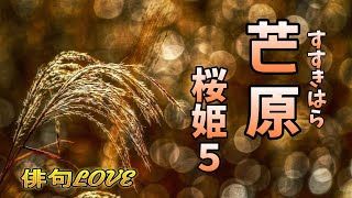 2022年11月26日「芒原（すすきはら）／桜姫５」 俳句LOVE