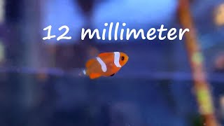 The first Months of a Tiny Clownfish