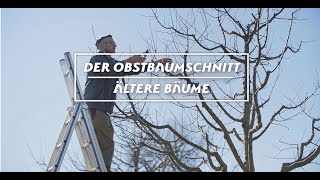 Obstbaumschnitt - Altere Bäume