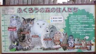 2019年4月18日 14:09 釧路市動物園 ふくろうの森①