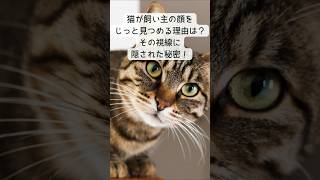 猫が飼い主の顔をじっと見つめる理由は？その視線に隠された秘密！  #猫 #shorts  #猫のいる暮らし  #ねこのいる生活