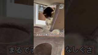 まるで子猫のようなコハクは4歳の元野良猫‼︎#shorts