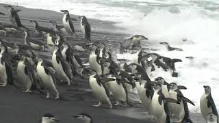 デセプション島のヒゲペンギン　動画フリー