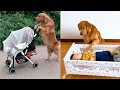 Dogs and Babies: A Look at Their Special Relationship#Shorts