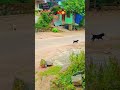 మా ఓనర్ అమ్మ ఇవ్వదు చికెన్ చేసింది 🍗😂 animalfundub dog doglover telugu pets petlover chicken viral