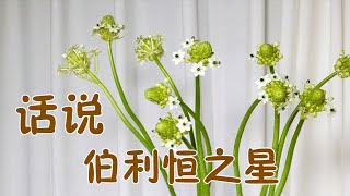 【大叔说花】鲜花选购及保养1/伯利恒之星天鹅绒虎眼万年青