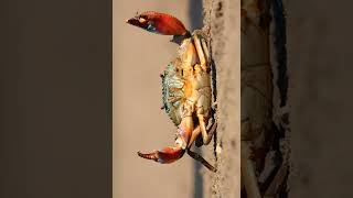 Crab Mythology Video -- The//Mythology//King -- Aktab creation 1k #shorts #viral #trending