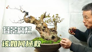 When firewood burns the rotten bonsai to rescue薪が腐った盆栽を燃やして救助するとき當柴燒的腐爛盆景拯救