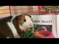 【モルモット・guinea pig】今日も食欲旺盛！野菜編　vegetable for my guinea pig♪