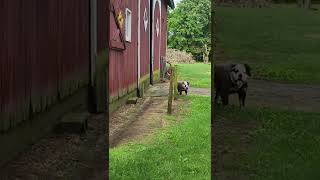 humid morning here in Michigan #farmdogs #bulldogges #mammut #mammutbulldog