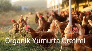 KOR ORGANİK - TAVUK ÇİFTLİĞİ  - ORGANİK YUMURTA ÜRETİMİ